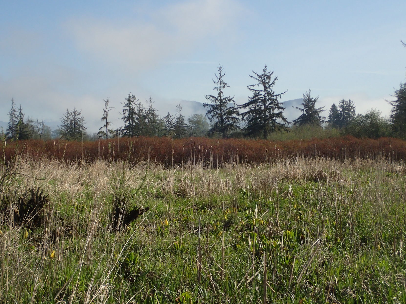 COURTESY P4211168 Milltown Isl Skagit tidal marsh.JPG